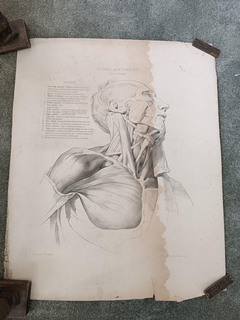 Zes medische lithografieën: anatomie, Antiek en Kunst, Ophalen of Verzenden