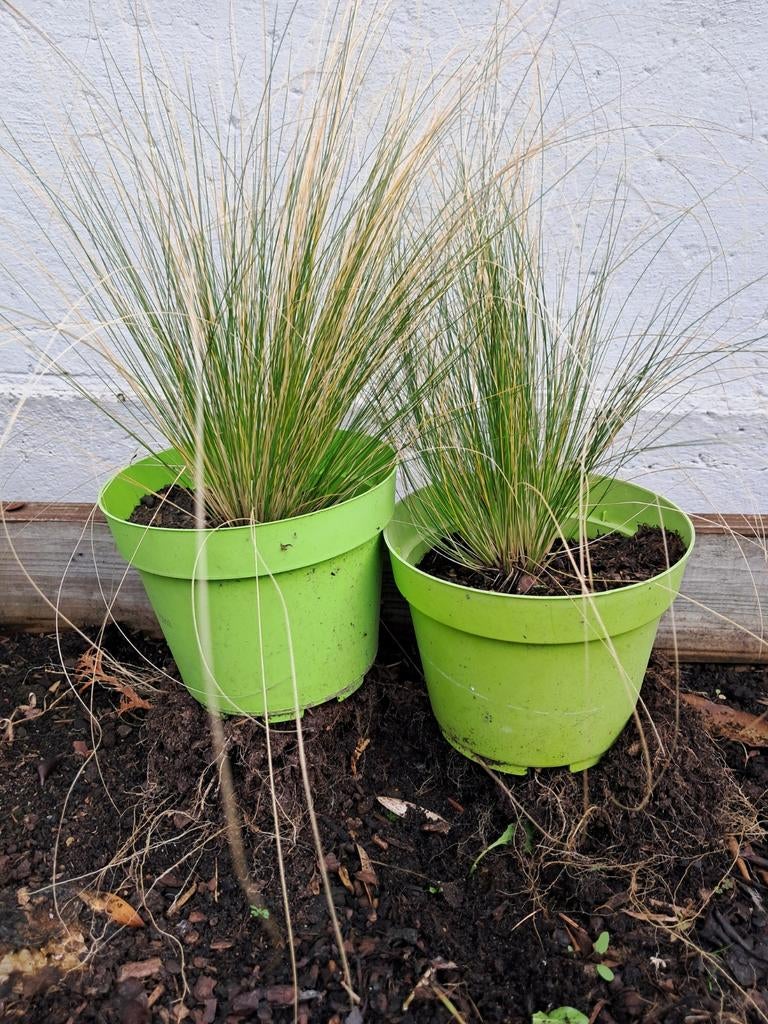 Festucca à vendre.10€ les 2, Enlèvement