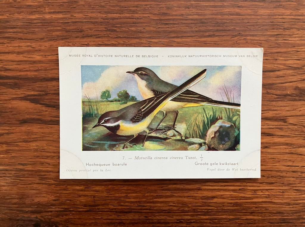 Vogels der Belgische Fauna Nr. 7 groote gele kwikstaart, Collections, Cartes postales | Animaux, Enlèvement ou Envoi, 1940 à 1960