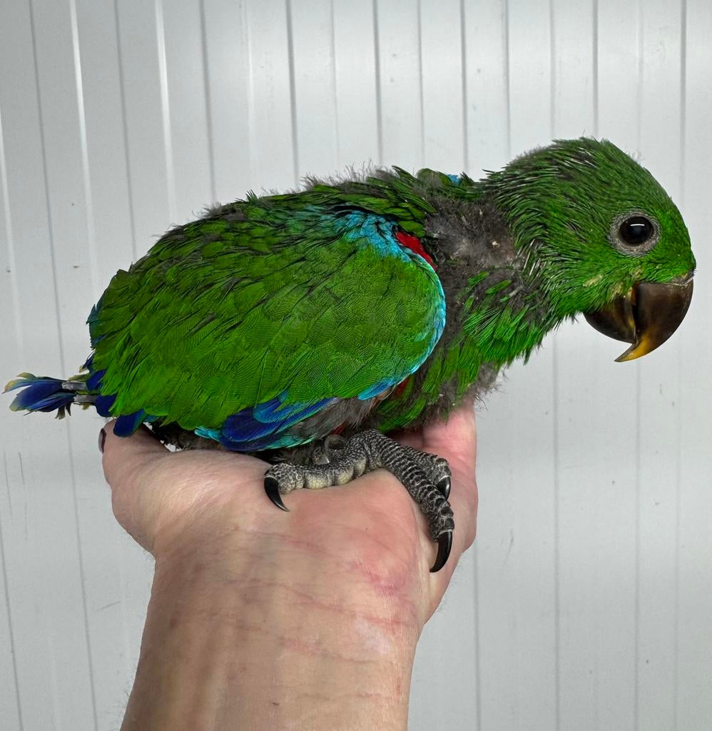Bébé perroquet rouge  Baby Eclectus, Perroquet, Parleur