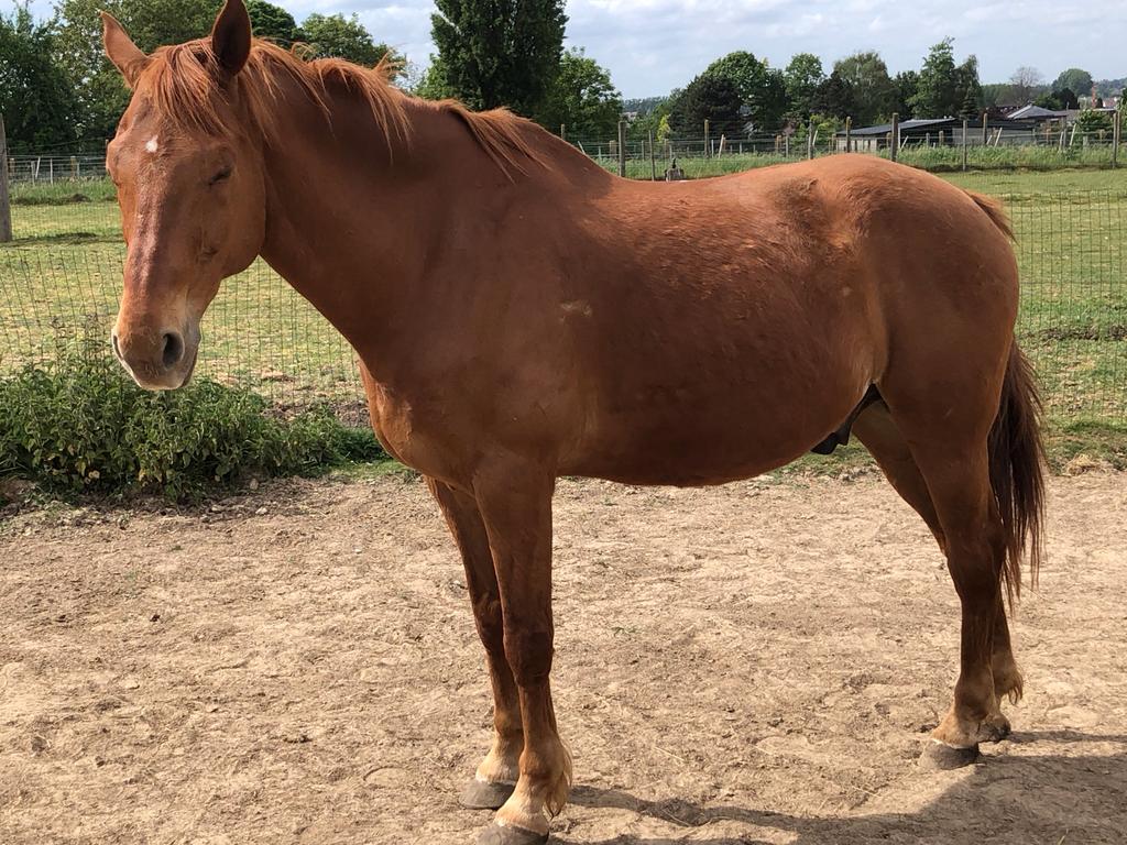 WEIDE GEZOCHT ERPE-MERE OF HERZELE, Weidegang, 1 paard of pony