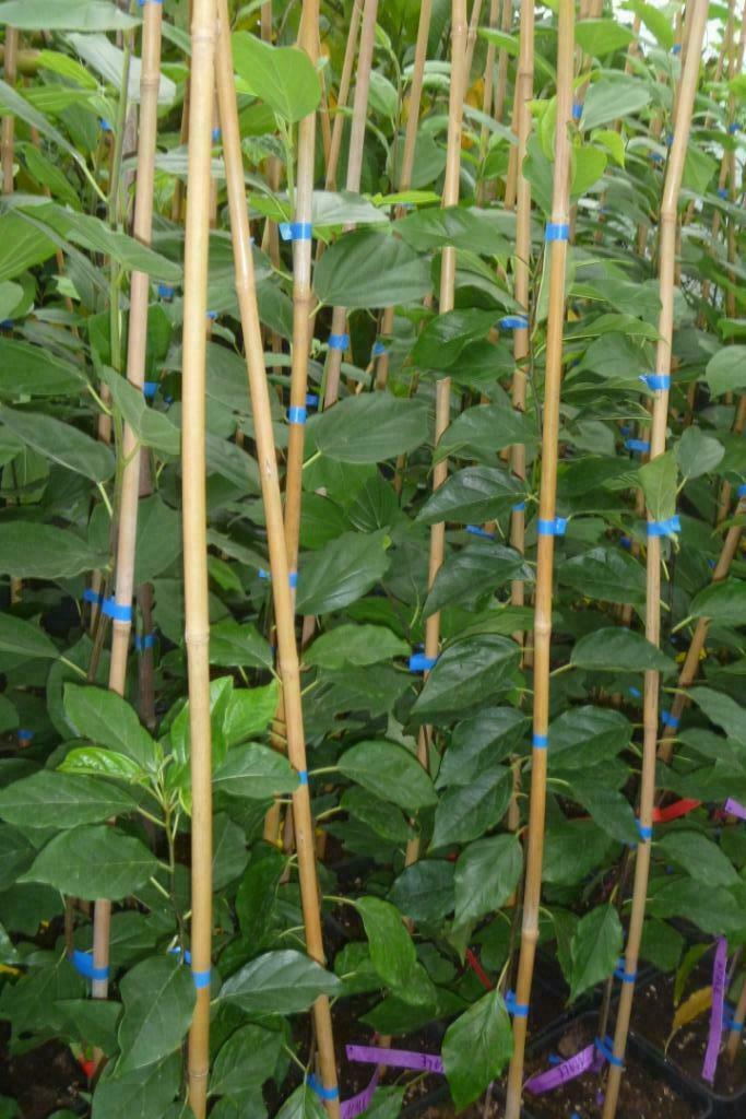 Che fruit 'Cudrania tricuspidata', Enlèvement, Arbuste
