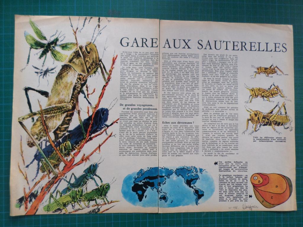 Hausman - article illustré - gare aux sauterelles - 1963, Ophalen of Verzenden, Overige figuren, Gebruikt, Overige typen