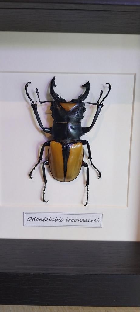 Coléoptère en cadre pour collectionneur, Enlèvement ou Envoi, Neuf, Insecte, Animal empaillé