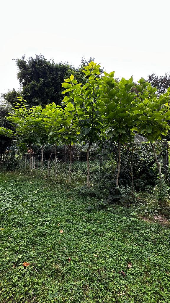 bomen Trompetboom -Katalpa, Jardin & Terrasse, Plantes | Arbres, Enlèvement, Été, Arbre de toit, 100 à 250 cm
