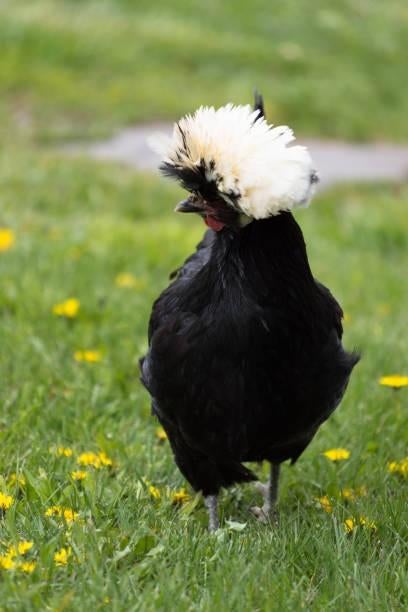 Krielkippen jonge hennen verschillende soorten beschikbaar, Femelle, Poule ou poulet