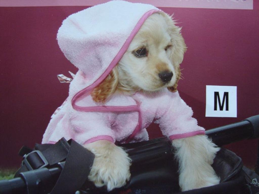 Accessoires et vêtements pour chiens, Envoi, Comme neuf