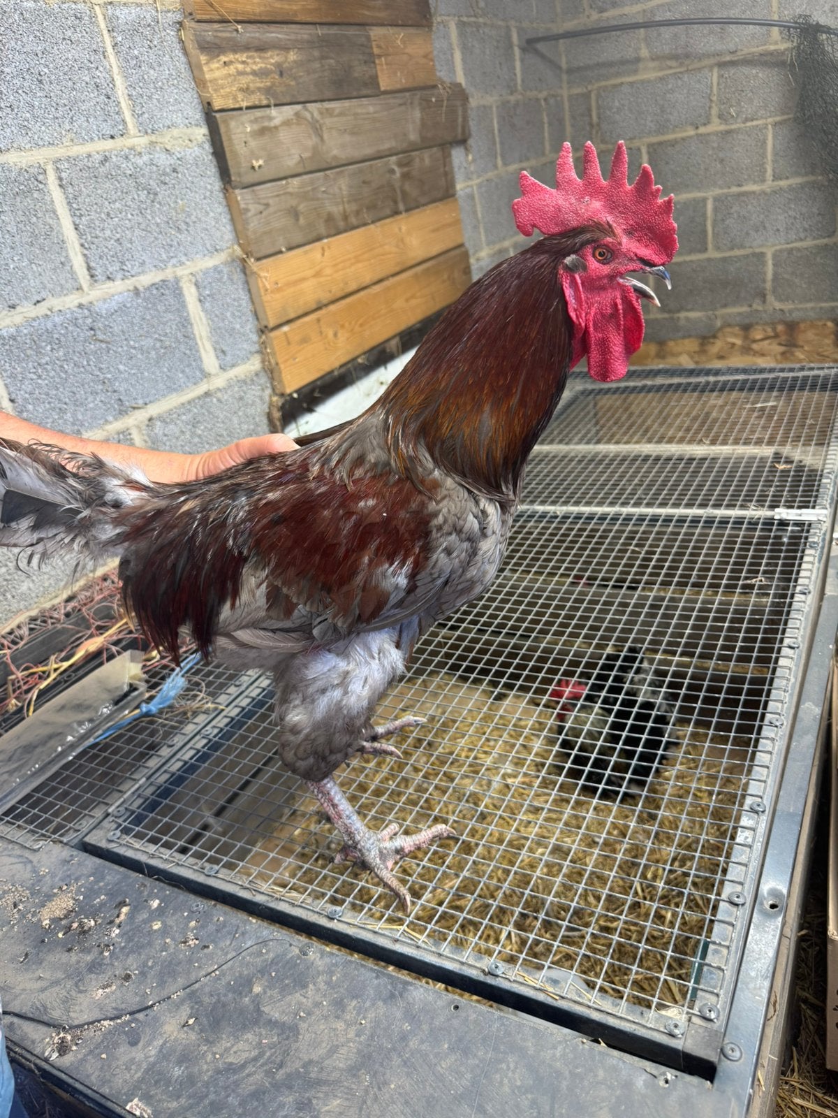 Maran haan, Dieren en Toebehoren, Pluimvee, Mannelijk, Kip