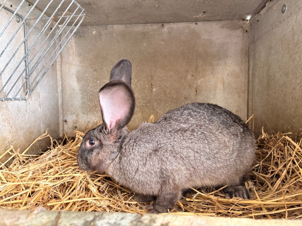 Lapin géant de Flandre, Animaux & Accessoires, Femelle, Grand, 0 à 2 ans