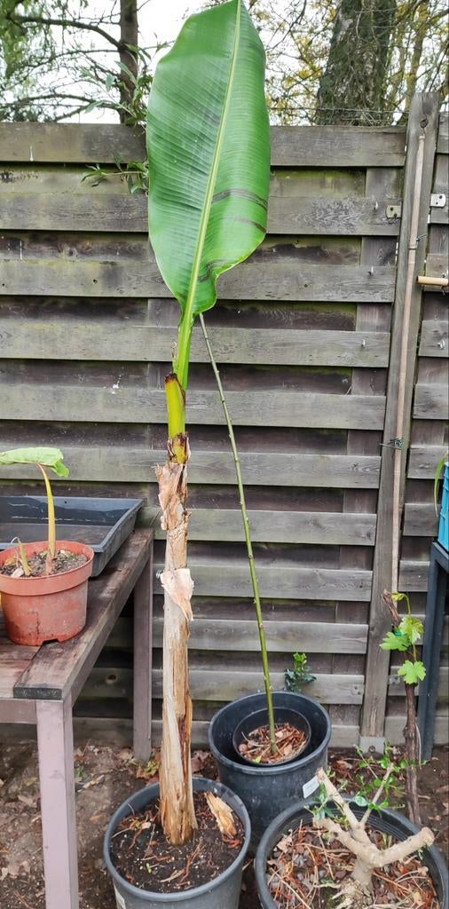 Musa sikkimensis, Ophalen