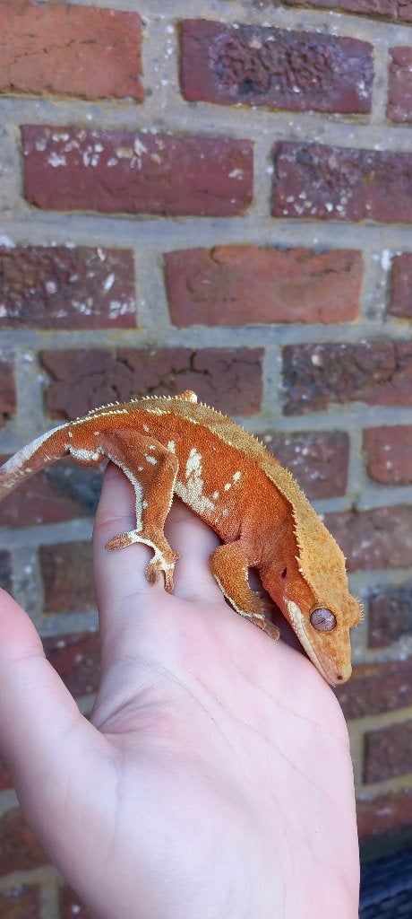 Mooie bewezen Red Phantom Portholes wimpergekko man, Lézard, 3 à 6 ans