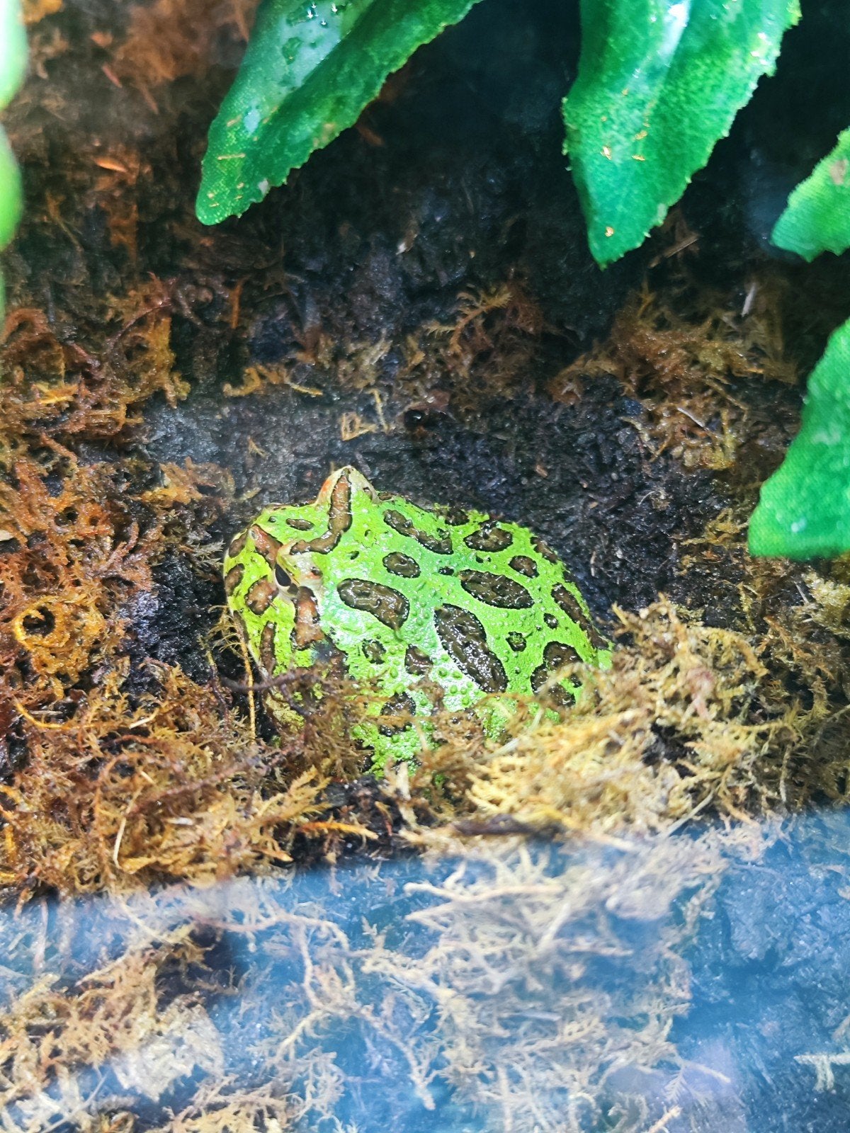Pacman kikker, Dieren en Toebehoren