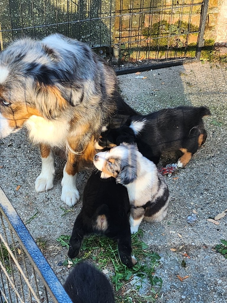 Mini american shepherd pups, Dieren en Toebehoren, België, Fokker | Hobbymatig, CDV (hondenziekte), 8 tot 15 weken