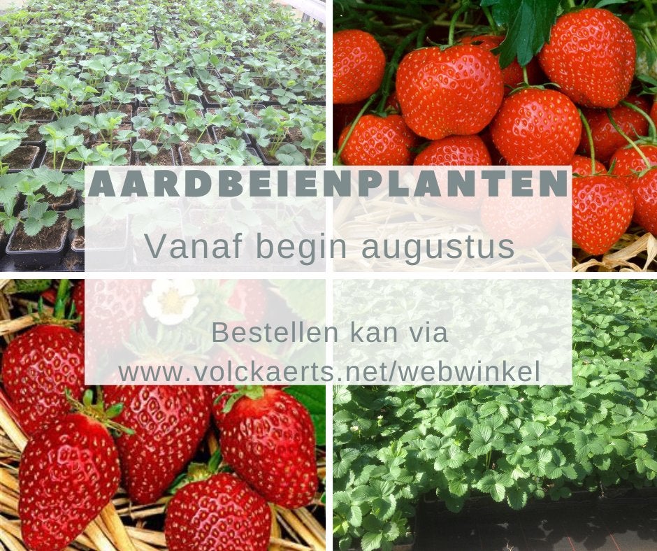 Aardbeiplanten (5 verschillende rassen), Tuin en Terras, Ophalen, Eenjarig, Fruitplanten, Volle zon