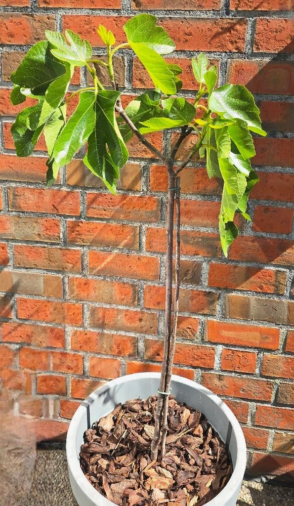 Figuier Ficus Carica 1v11cast, Figuier, En pot, Plein soleil, Enlèvement