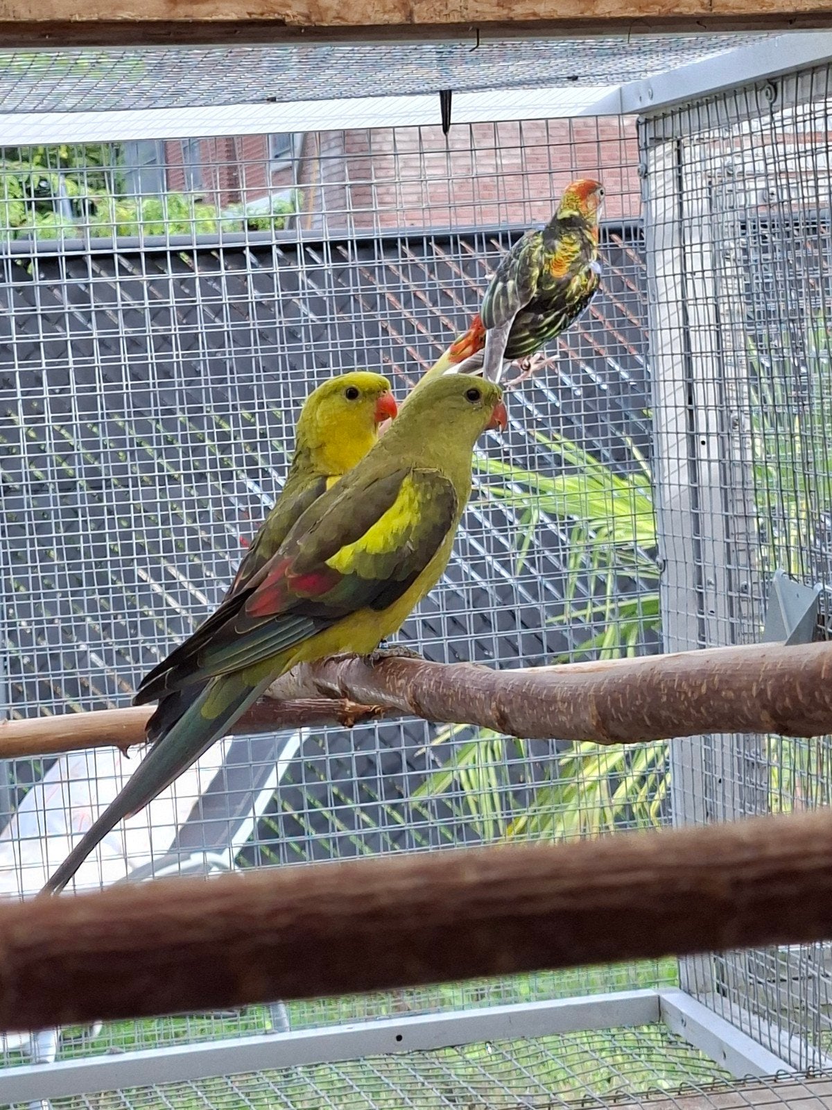 koppel bergparkieten, Dieren en Toebehoren
