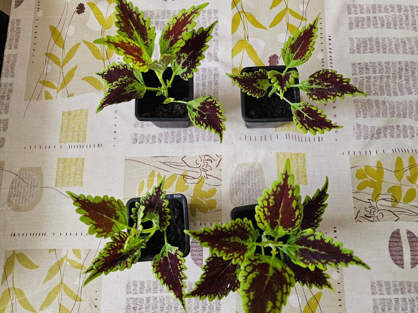 Coleus 3€ le pot, Enlèvement