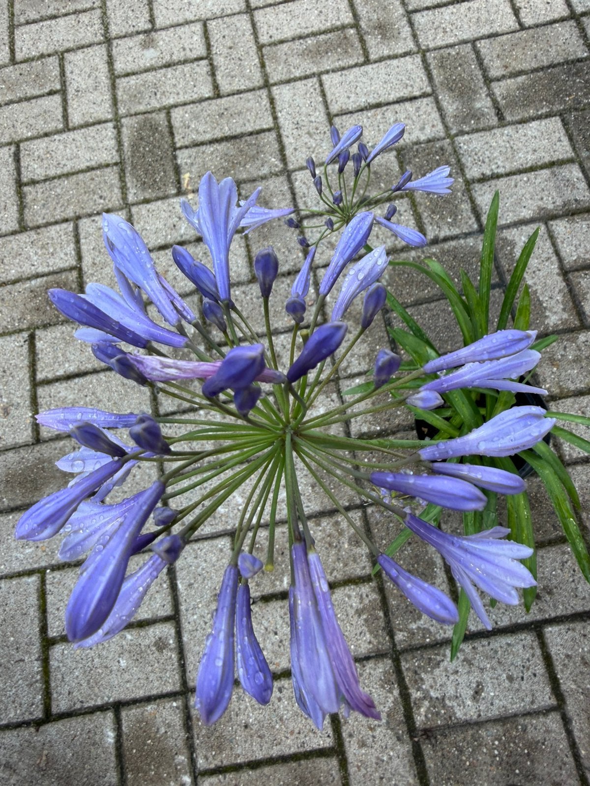Agapanthus paars, Ophalen