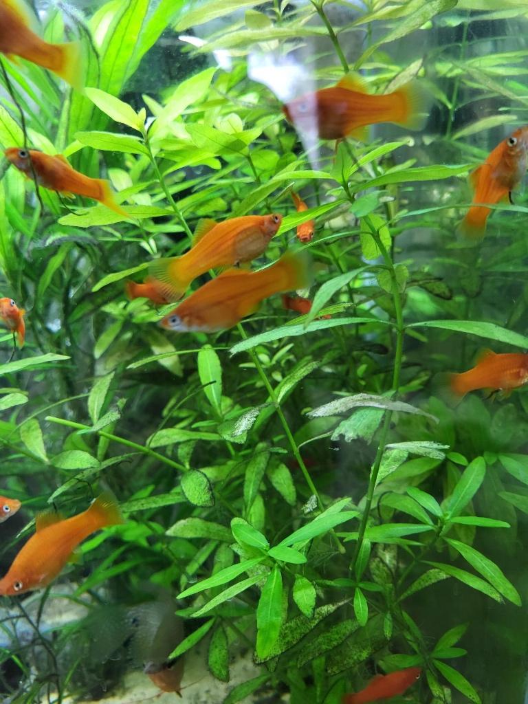 Jonge zwaarddragers (Xiphophorus Helleri), Vis, Zoetwatervis, Schoolvis