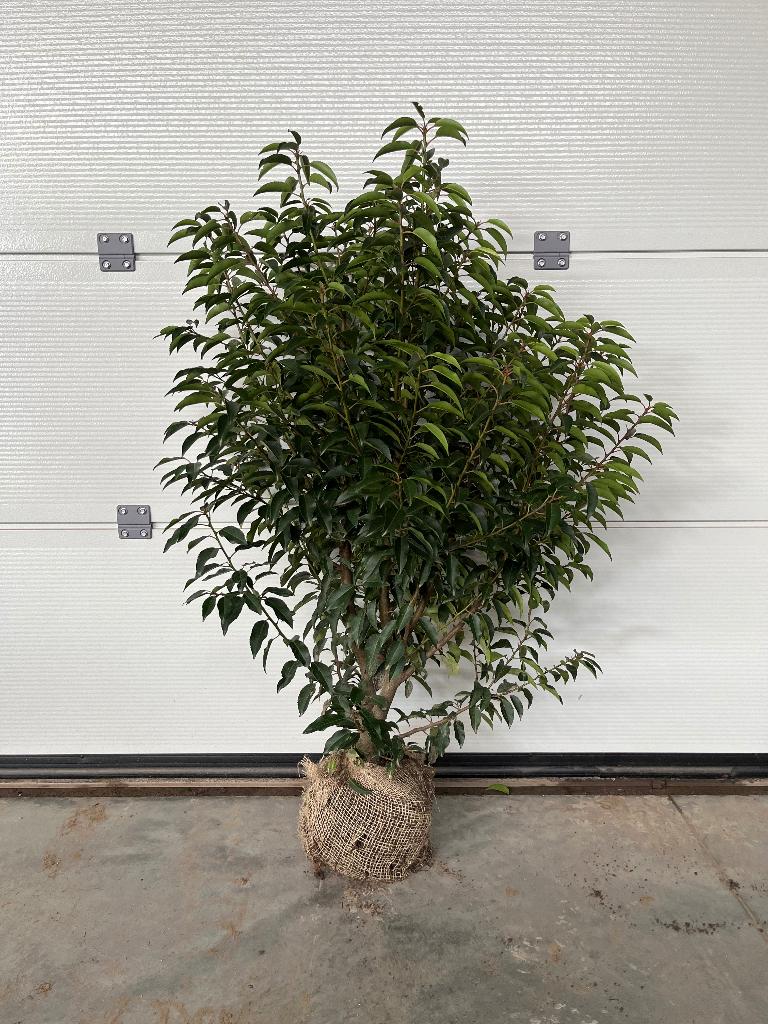 Prunus lusitanica 'Angustifolia', Enlèvement, Arbuste, 100 à 250 cm