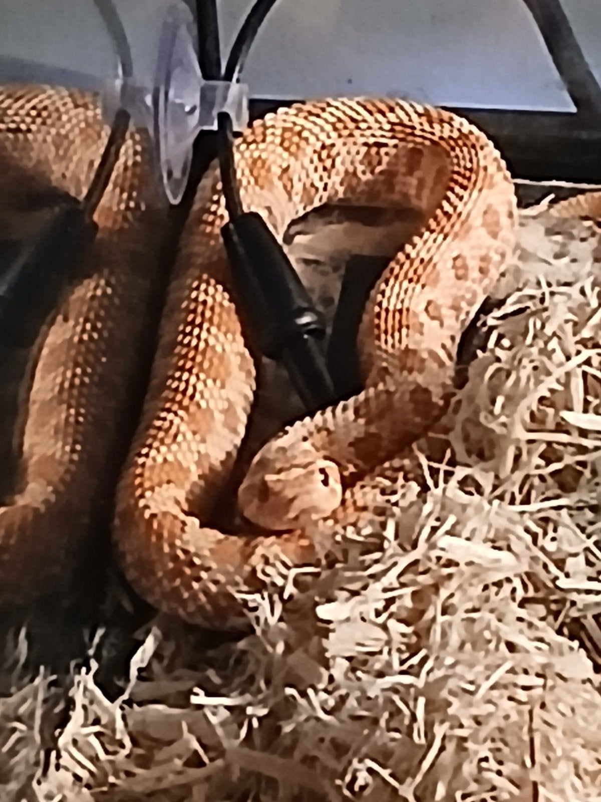 slang, Slang, Met terrarium, 0 tot 2 jaar