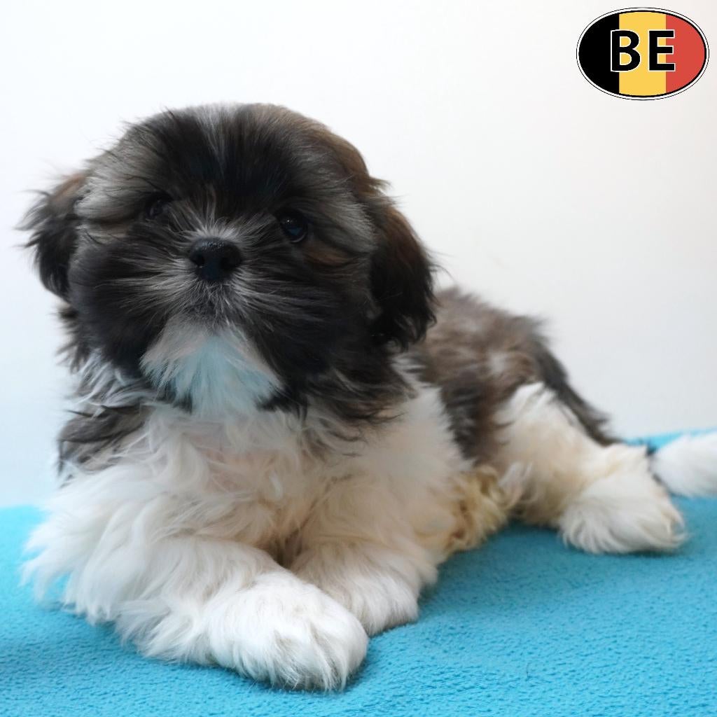 Adorables mâles Lhasa Apso à vendre (chiots belges), Commerçant, Chien (mâle), Autres races, Belgique