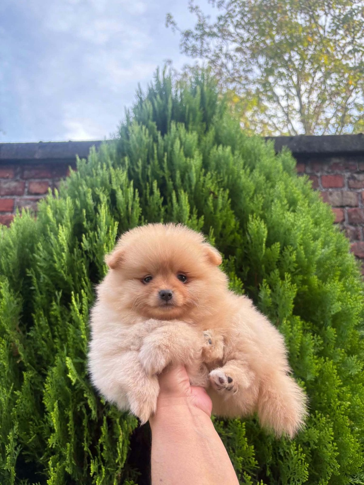 Pomeriaan puppy, Dieren en Toebehoren, België, Fokker | Hobbymatig, Reu, 8 tot 15 weken