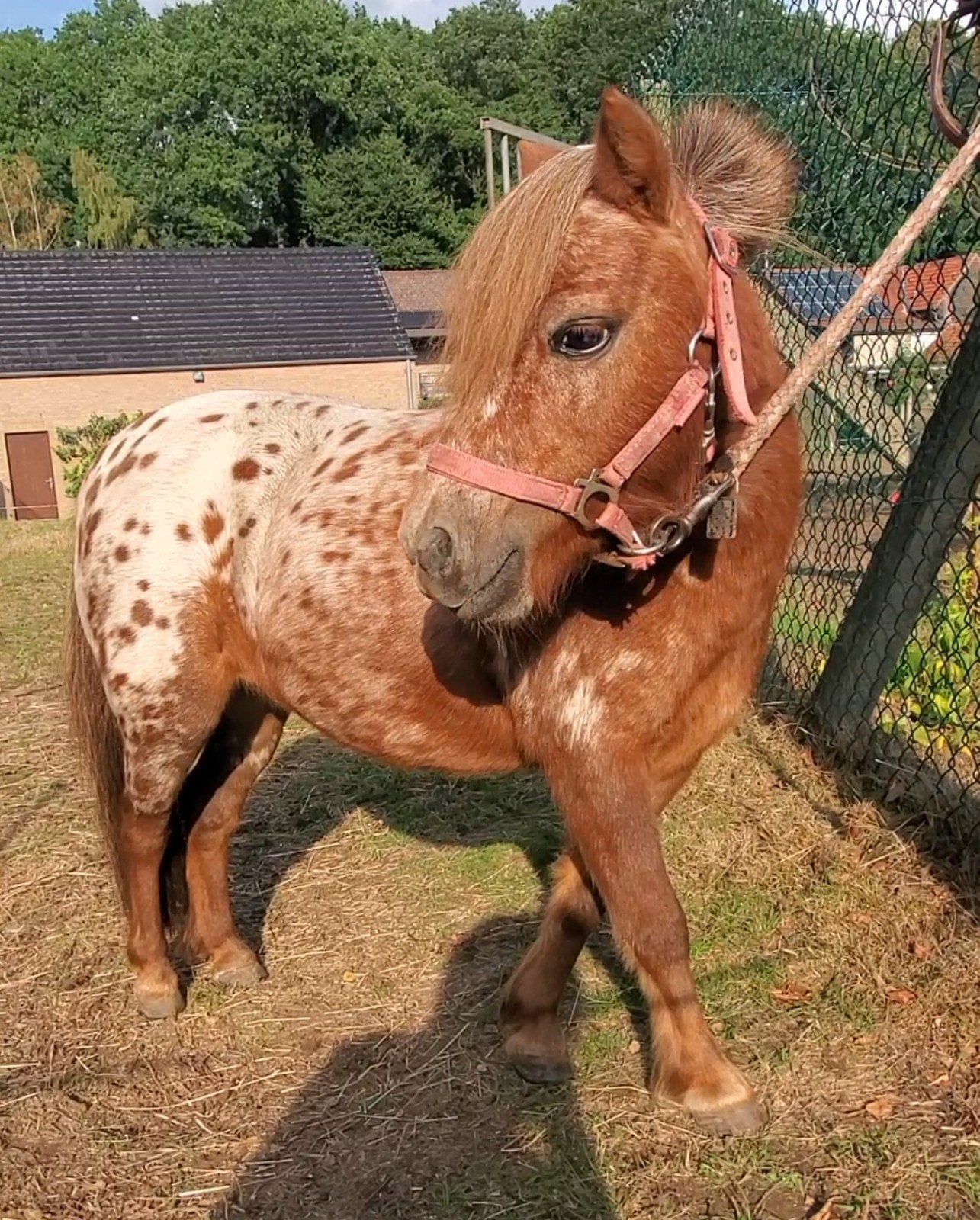 Leuke kinderpony shetlander 12 jaar., Dieren en Toebehoren, Merrie, A pony (tot 1.17m), 11 jaar of ouder, Recreatiepony
