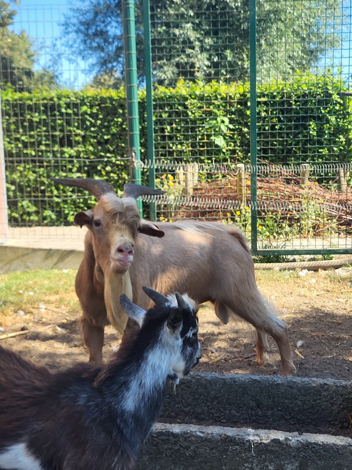 bok dwerggeit, Dieren en Toebehoren, Schapen, Geiten en Varkens, Mannelijk, Geit, 0 tot 2 jaar
