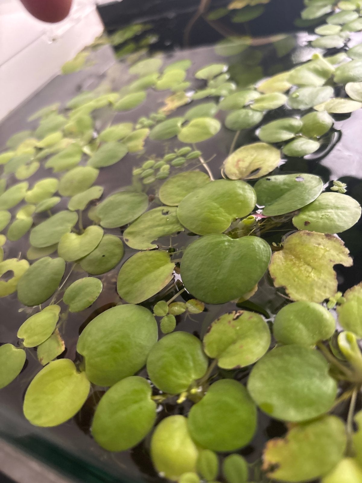 Drijfplantjes Frogbite en Salvinia, Dieren en Toebehoren, Ophalen