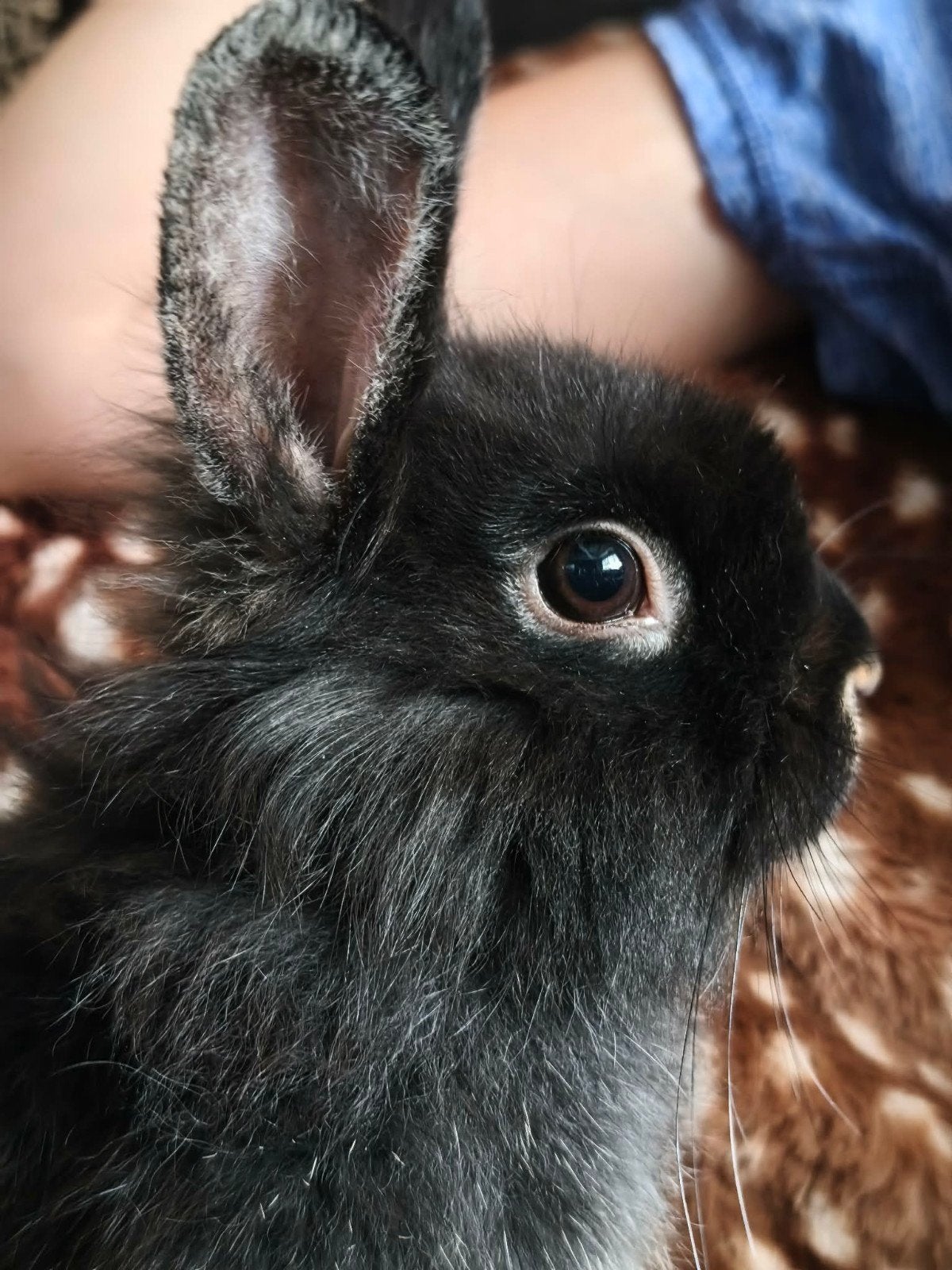 lapin nain tête de lion a 35€, Animaux & Accessoires, Comme neuf, Autres matériaux, Autres types