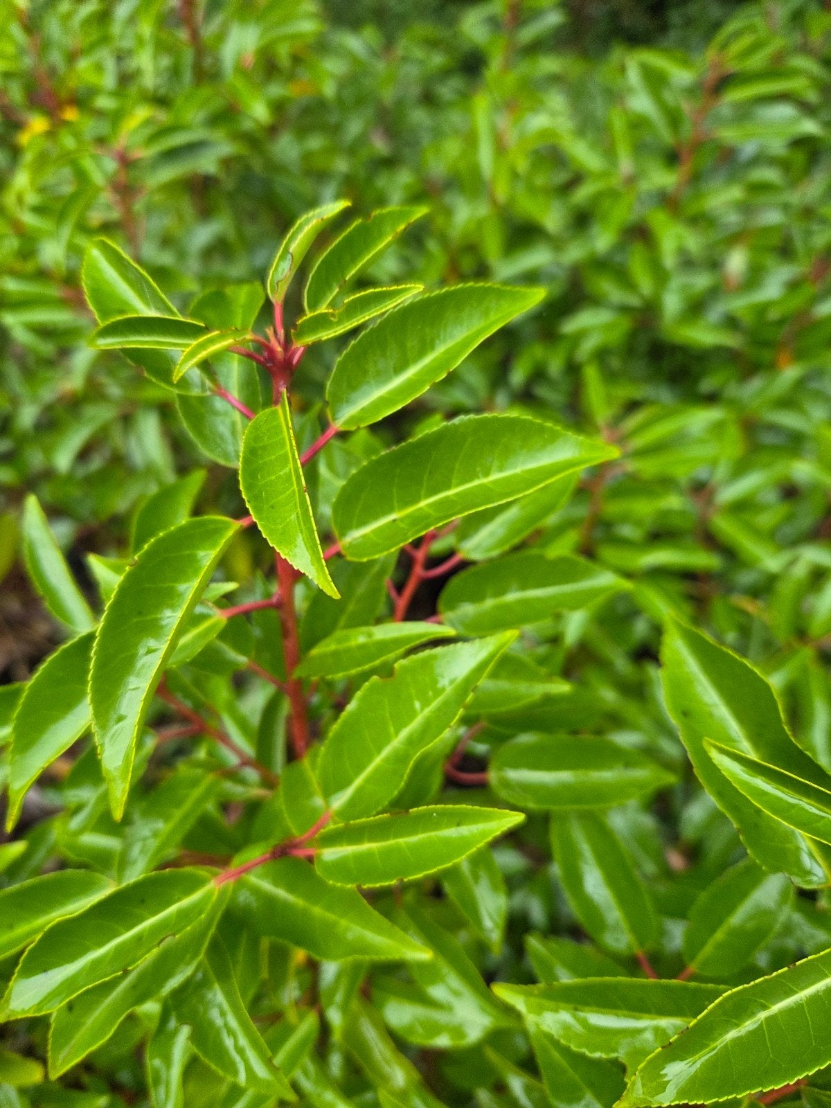 DE BELLES PLANTES DE HAIE À DES PRIX EXCEPTIONNELLEMENT C, Jardin & Terrasse, Enlèvement