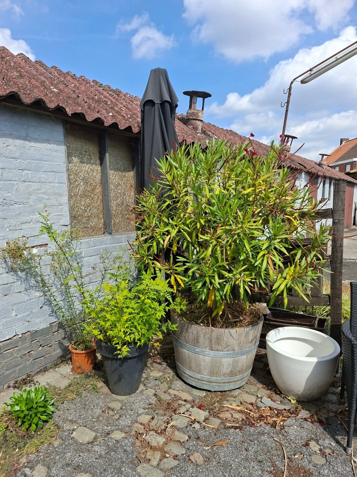 planten, Tuin en Terras, Planten | Struiken en Hagen, Ophalen, Struik, 100 tot 250 cm