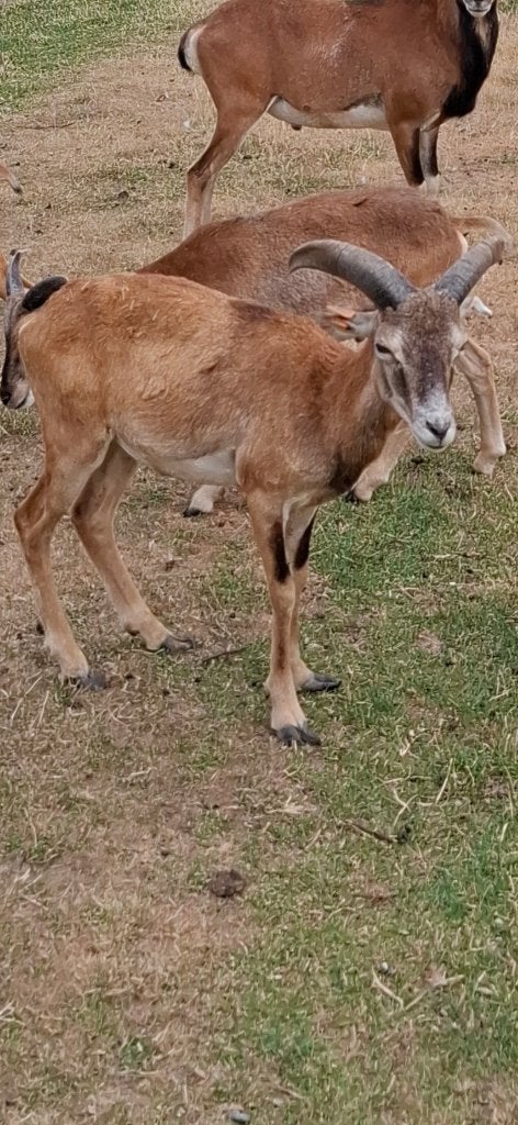 Moeflonram te koop, Animaux & Accessoires, Animaux Autre, Avril, Mâle