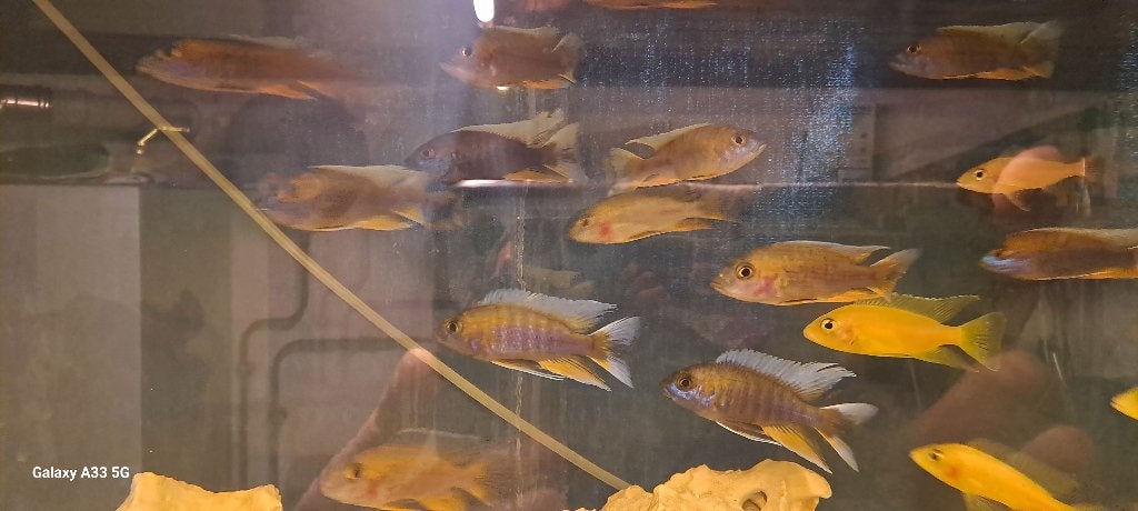 Aquarium en vissen, Ophalen, Gebruikt, Gevuld zoetwateraquarium