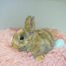 Dwergkonijnen, Dieren en Toebehoren, Konijnen, Meerdere dieren, Klein