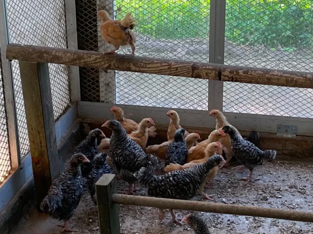 haantjes, Dieren en Toebehoren, Pluimvee, Mannelijk, Kip