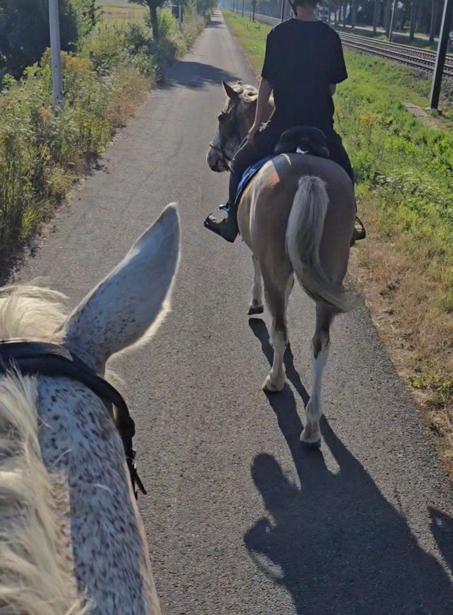 Ruin te koop, Animaux & Accessoires, Chevaux, Hongre, L, Moins de 160 cm, 7 à 10 ans, Cheval de récréation, Avec puce électronique
