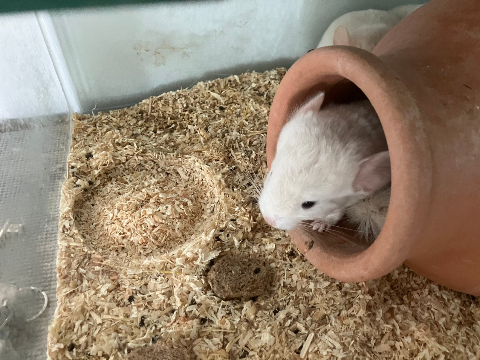 Gold bar (lowe weiss) chinchillas, Dieren en Toebehoren, Knaagdieren, Chinchilla, Juni, Meerdere dieren, Tam