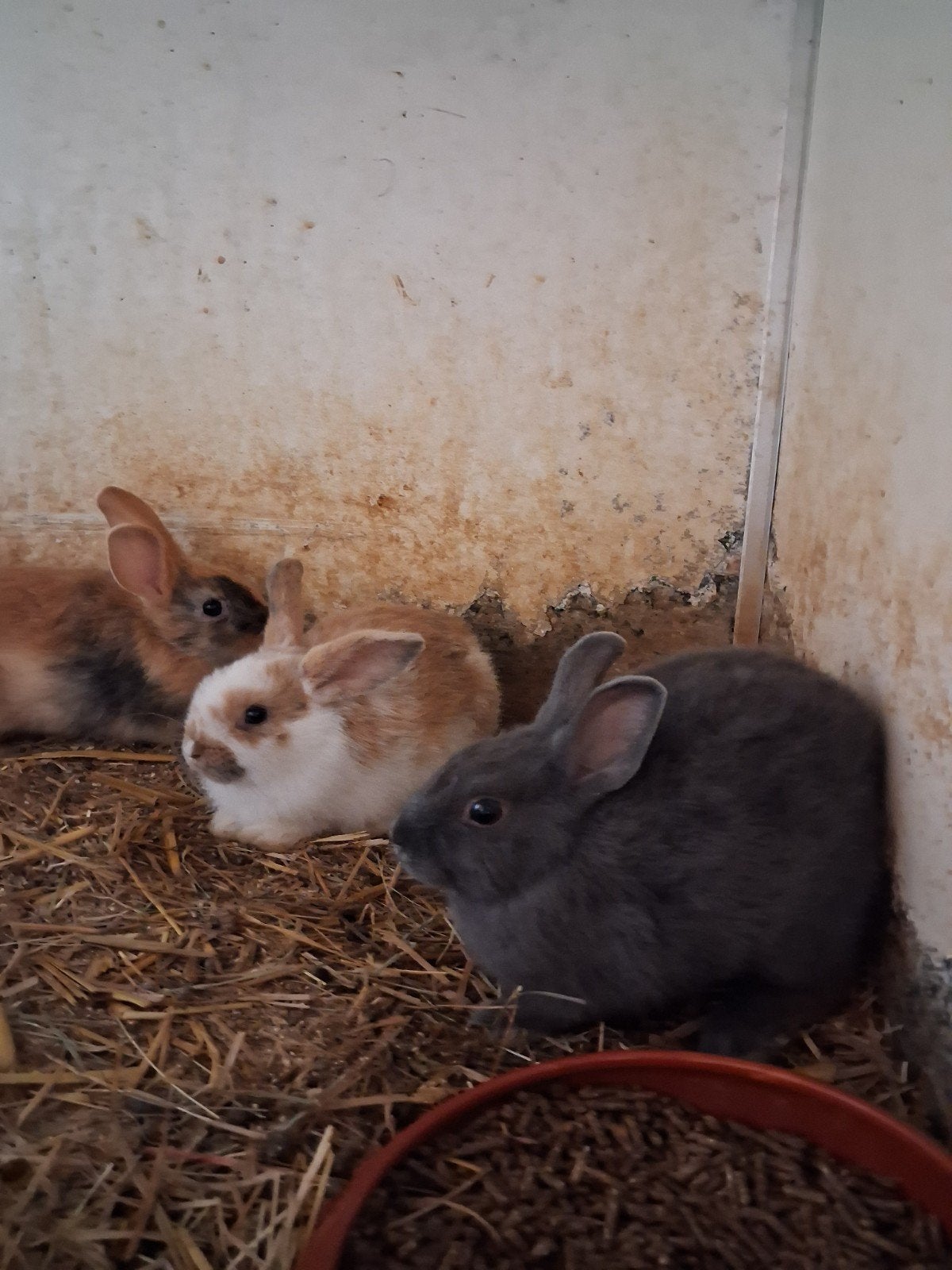Leuke jonge dwergkonijntjes, Plusieurs animaux, Nain, Oreilles tombantes, 0 à 2 ans