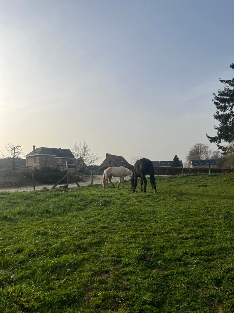 Weideplekje