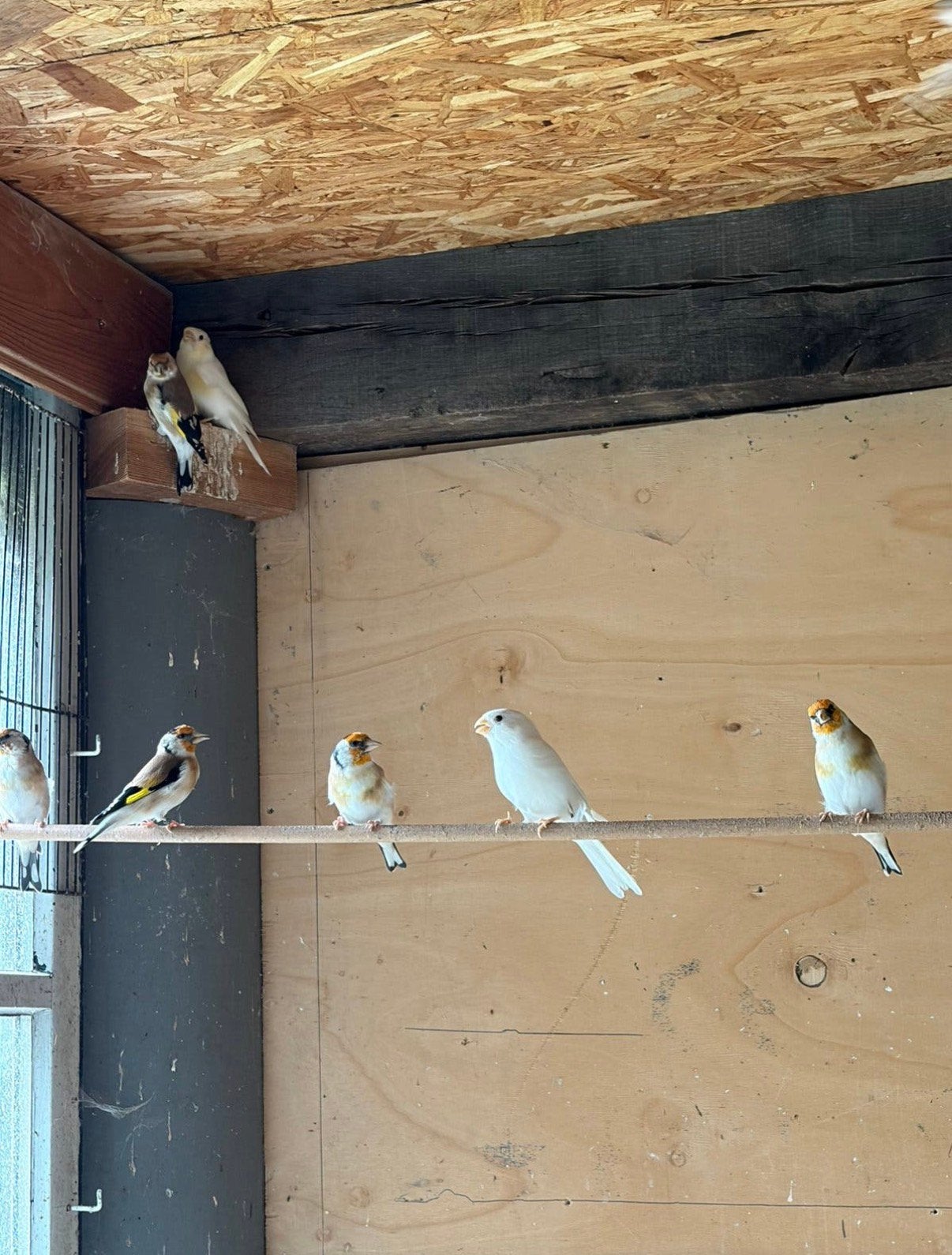 Vinken, Dieren en Toebehoren
