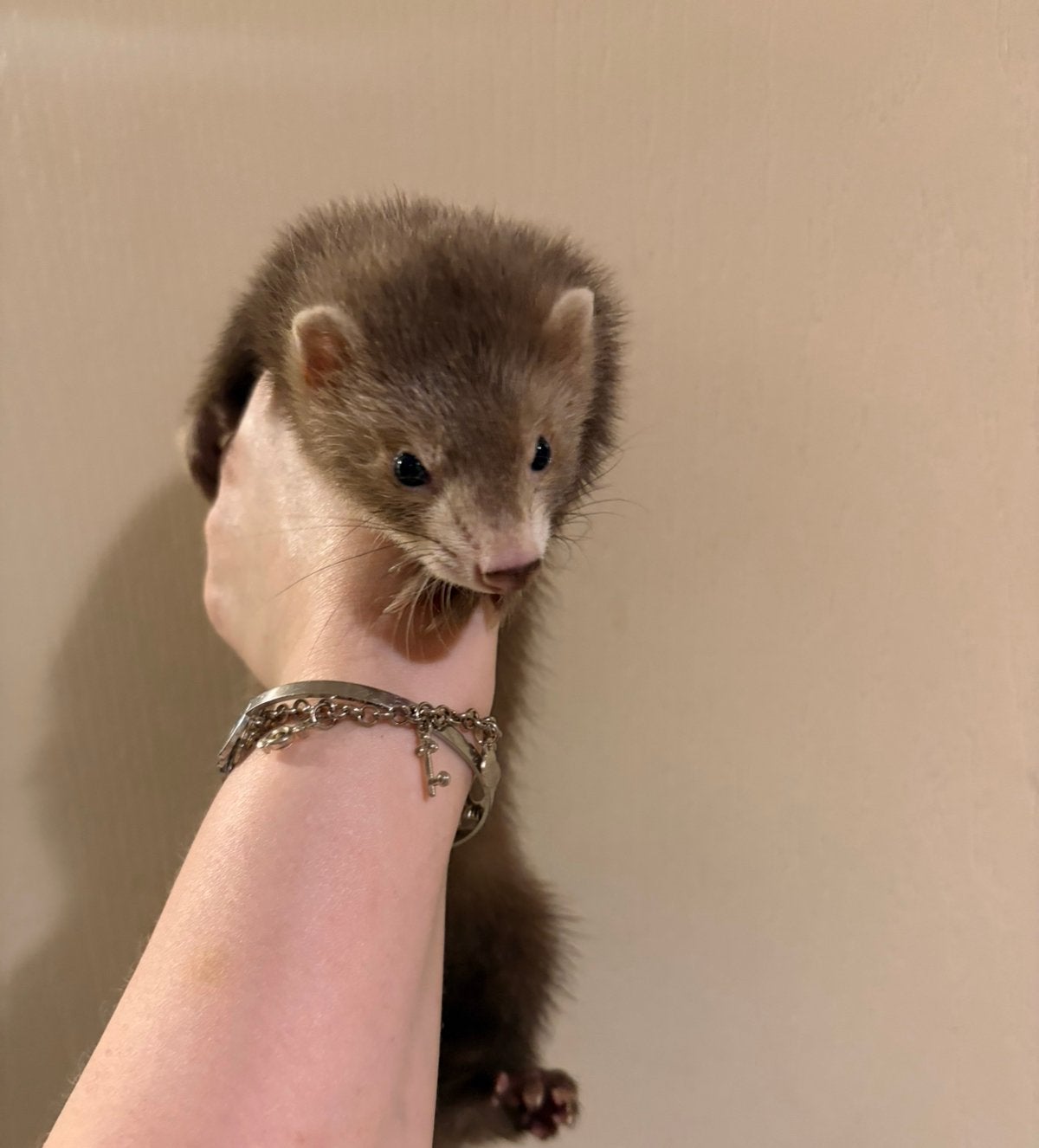 Mooi choco fretten moertje pup, Mei, Vrouwelijk