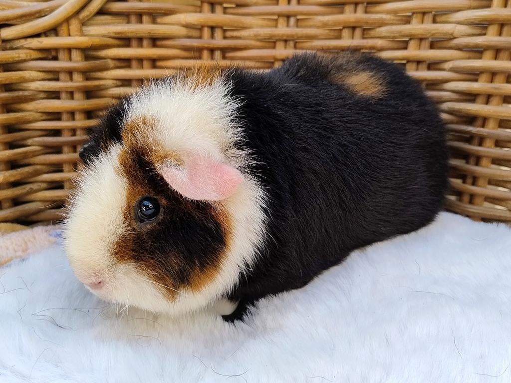Us Teddy zeugje, Februari, Vrouwelijk, Cavia