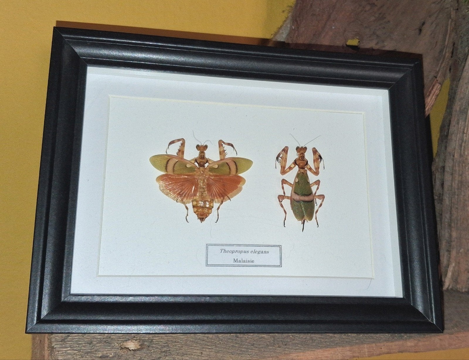 mantes 2 Theopropus elegans dans boite vitrèe entomologie, Enlèvement ou Envoi, Comme neuf, Insecte, Autres types