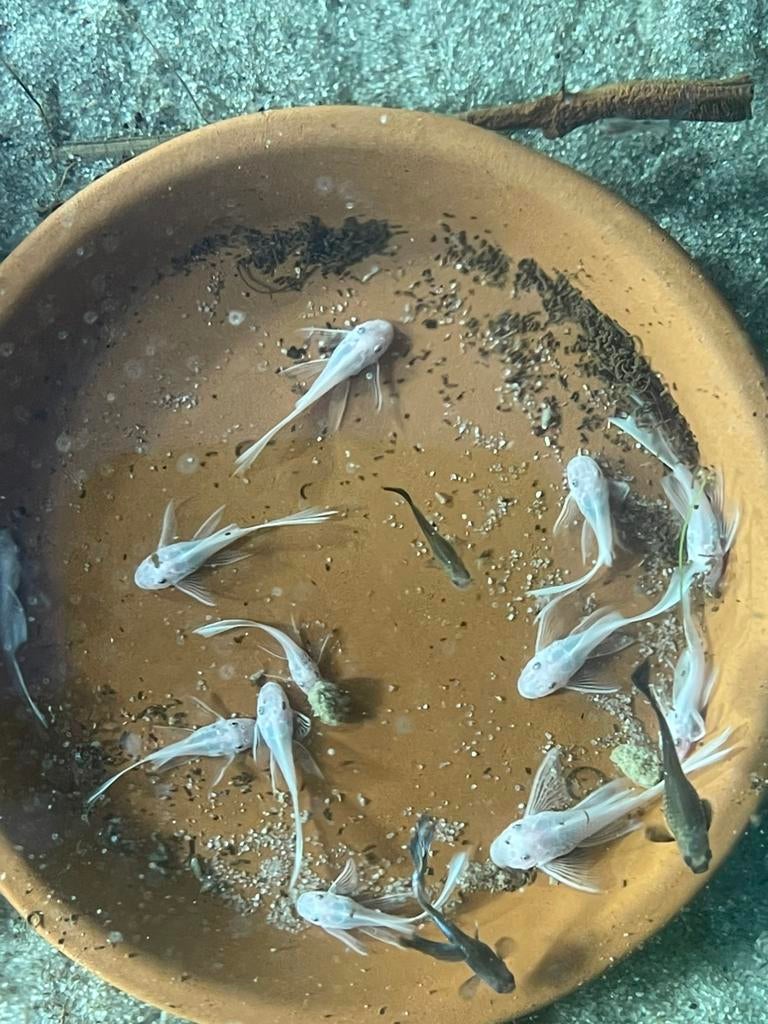 Ancistrus snow white longfin