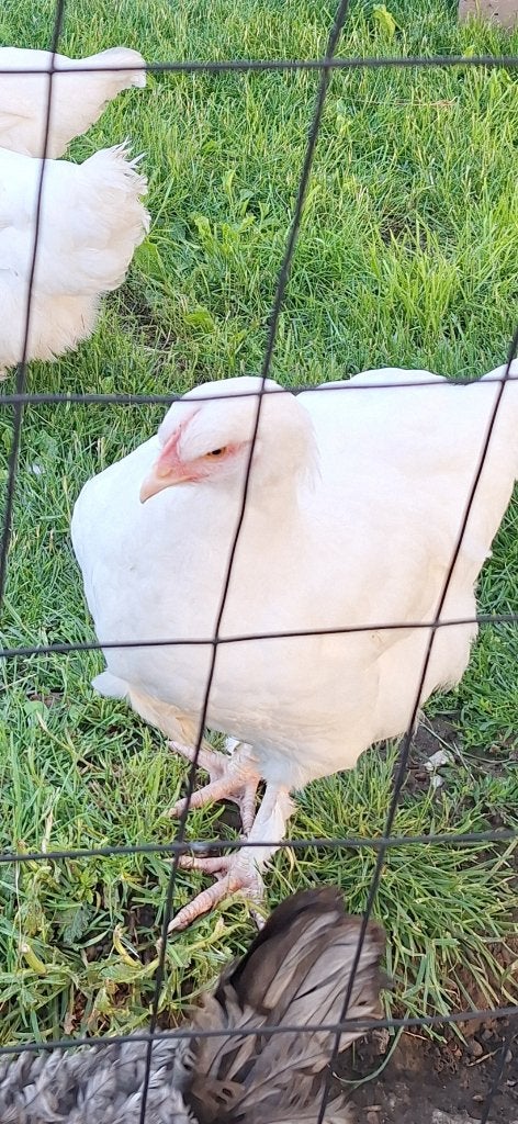2 witte mechelse hoen hennen, Dieren en Toebehoren