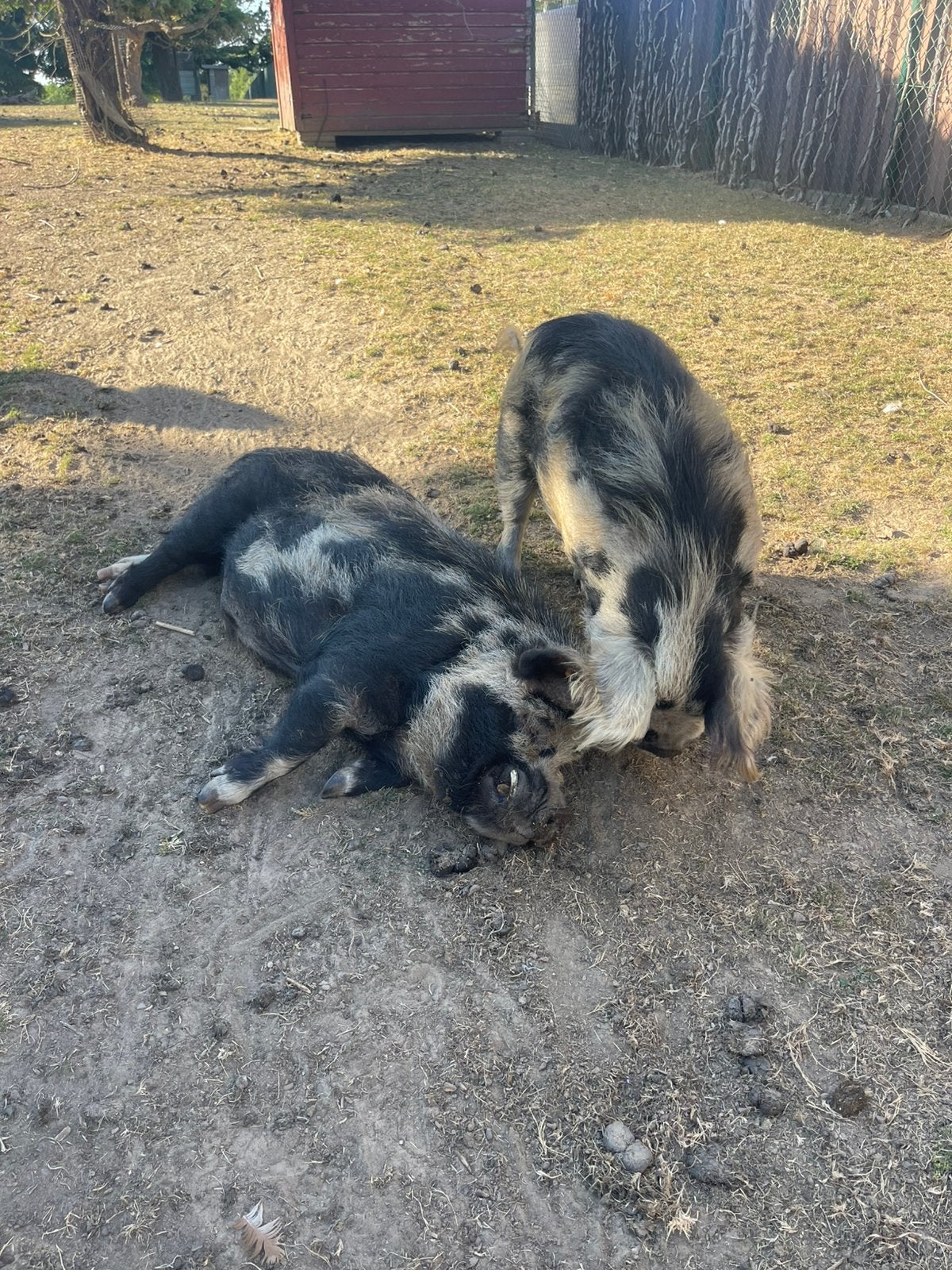 Kune kune varkens, Mannelijk, Varken, 0 tot 2 jaar
