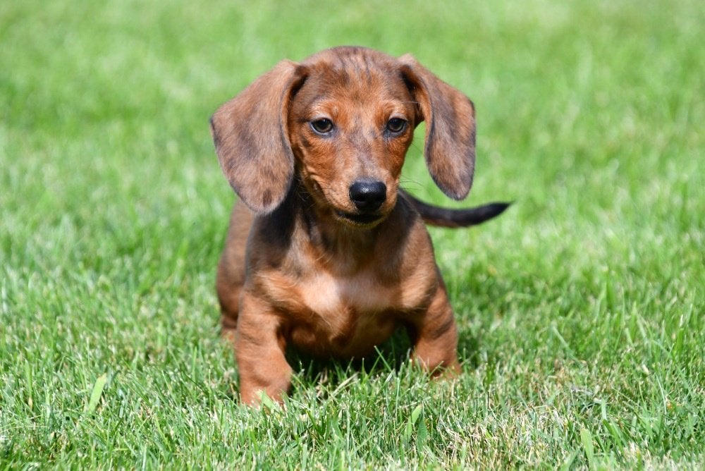 Dwergteckel pups te koop - korthaar