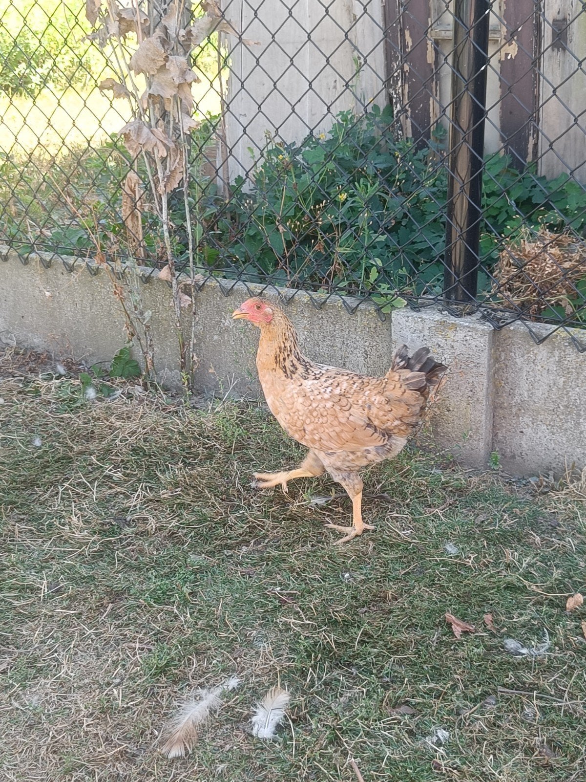 belle jeune poule
